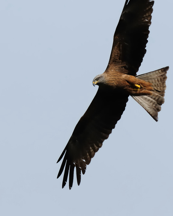 Nibbio bruno (Milvus migrans)