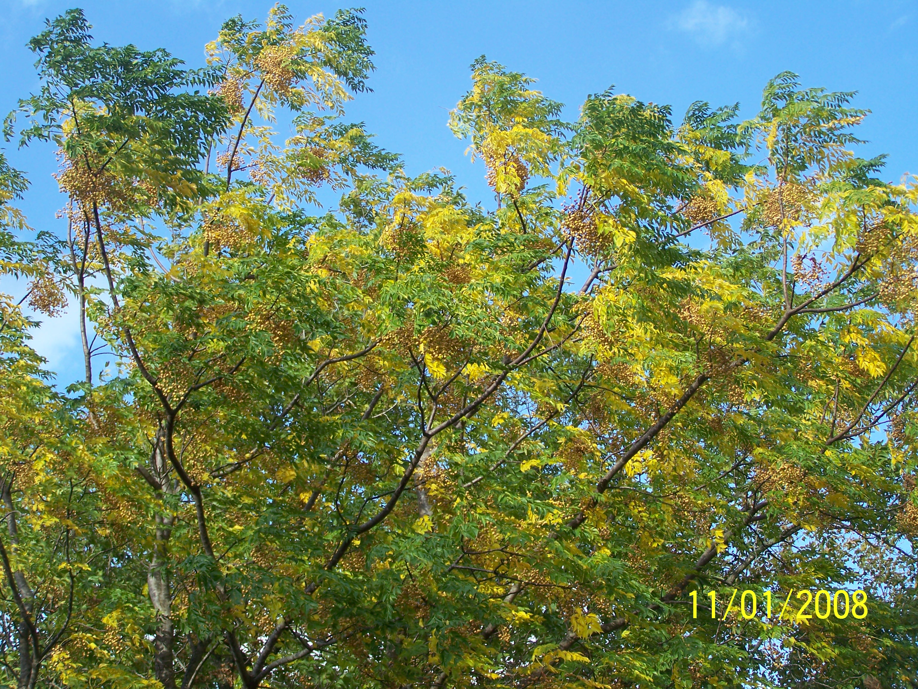 Fall2008 148.jpg