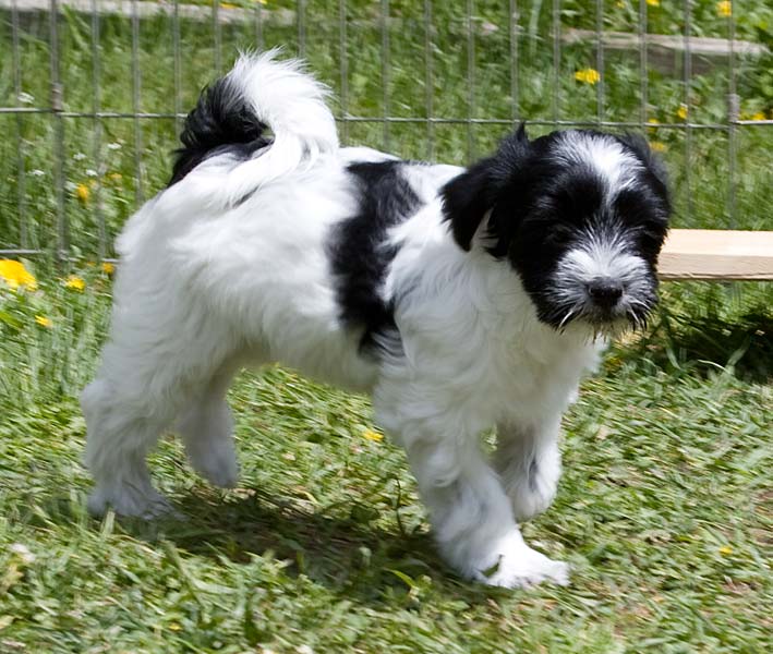 FPups10wks5897.jpg
