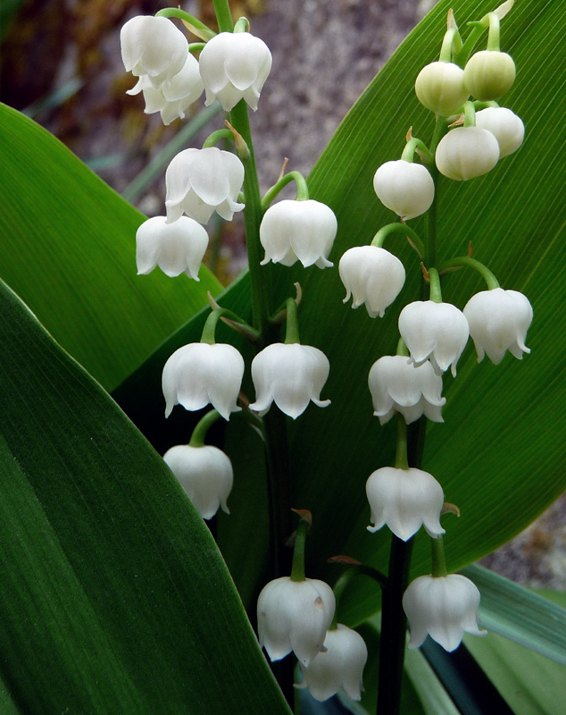 May 1st ~ La Fete du Muguet