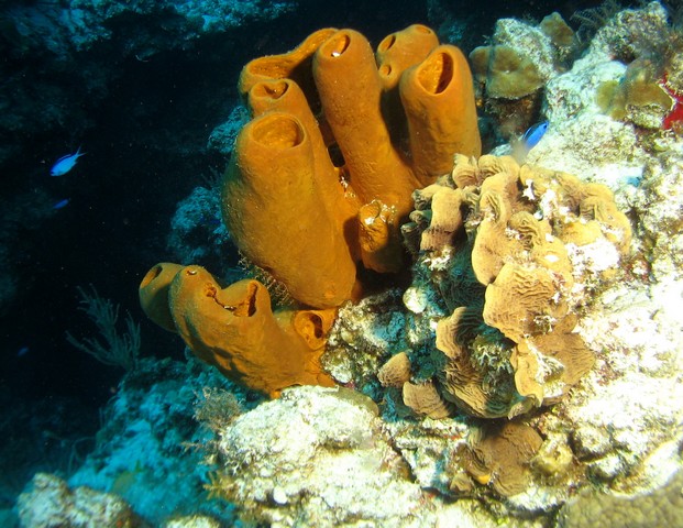 Tube Sponges