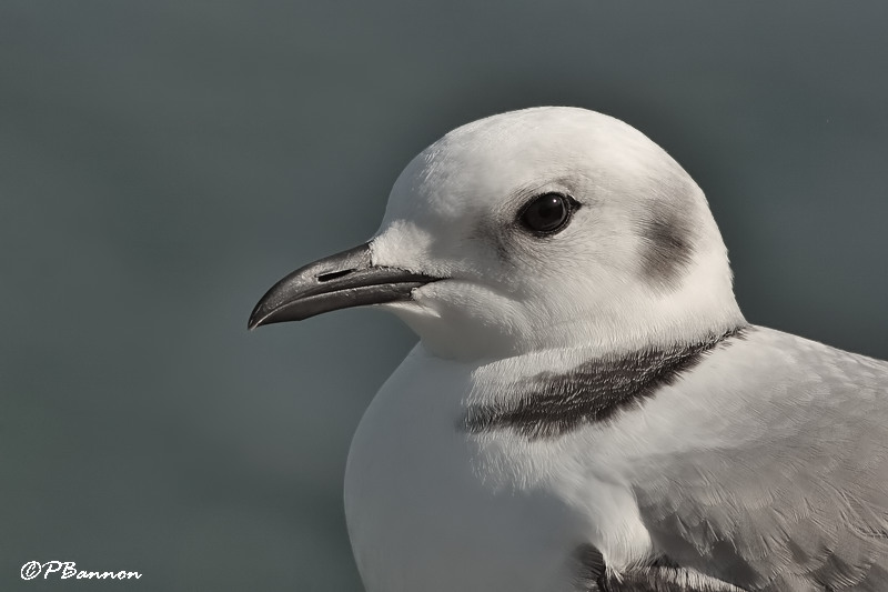 Mouette tridactyle (Beauharnois, 14 aot 2008)