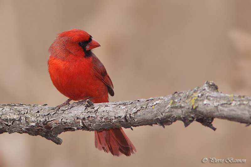 Cardinal rouge (le des Soeurs, 15 avril 2010)