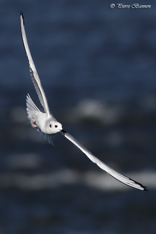 Mouette de Bonaparte (Chambly, 6 novembre 2010)