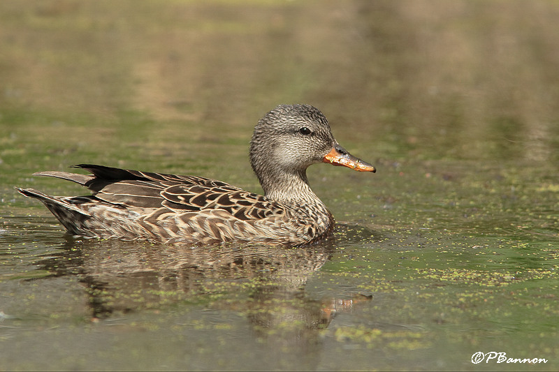 Canard chipeau (le des Soeurs, 12 mai 2008)