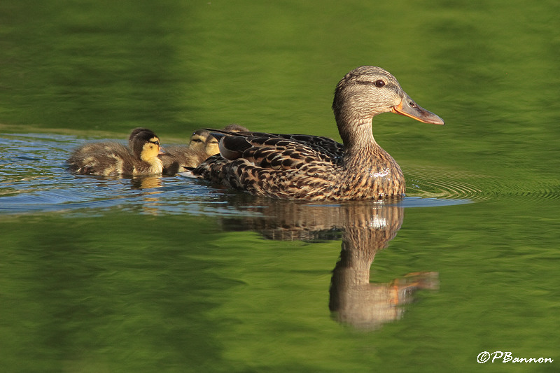 Canard colvert (le des Soeurs, 4 juin 2008)