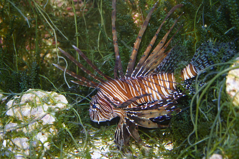 04299839www-mangl-at.JPG