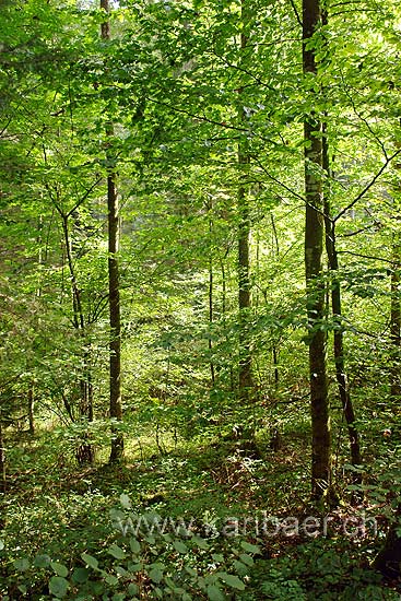 Steinhauserwald (83788)