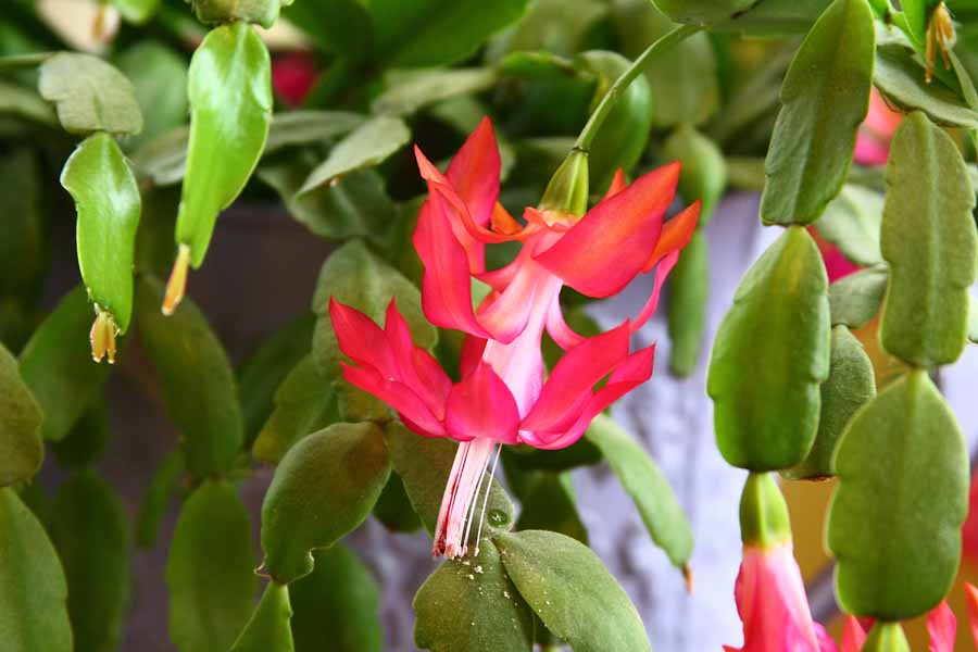 Cactus Blossom