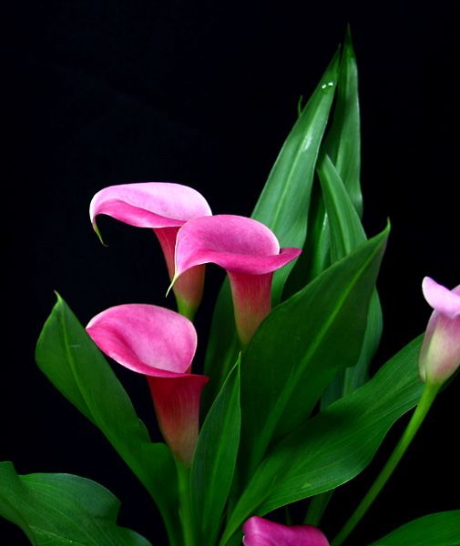 Pink Calla Lily