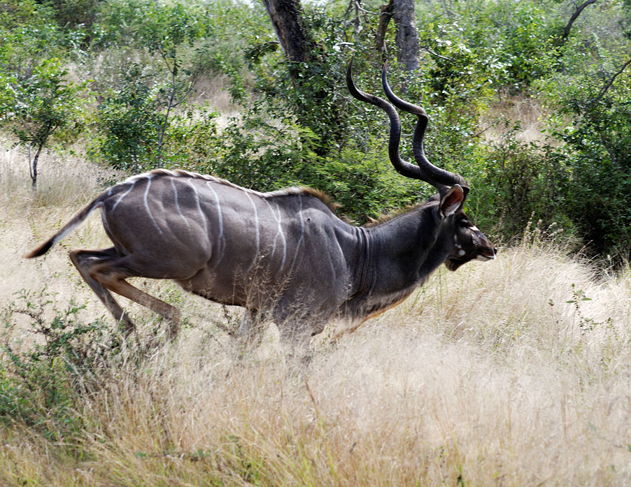 Kruger Kudu