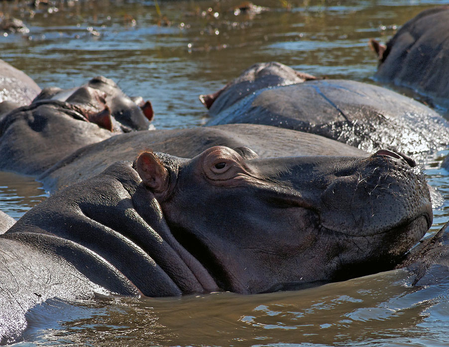 St. Lucia Estuary Hippos
