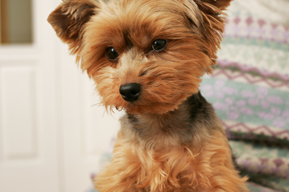 Testing my new lens on Zo