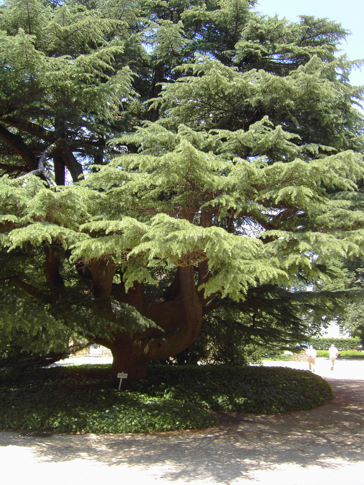 Historic Tree at Gen. Lees
