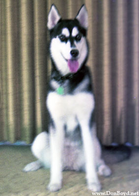 1976 - Sitka, our Siberian