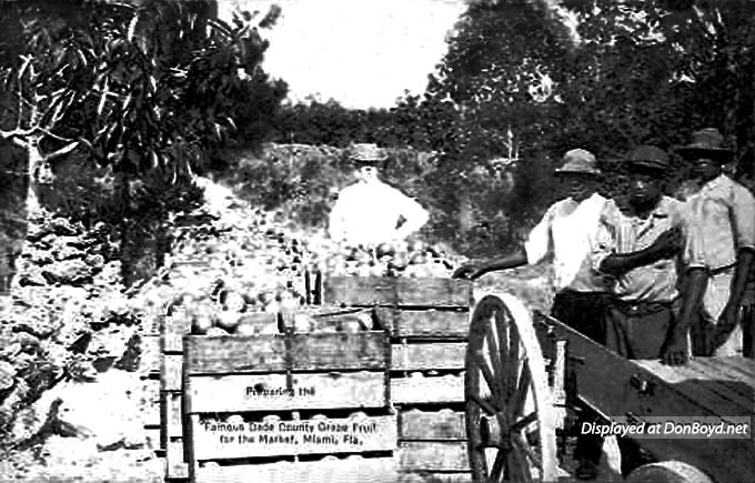 1910s - a postcard from Mayos Stationary Store depicting black workers preparing grapefruit for shipping
