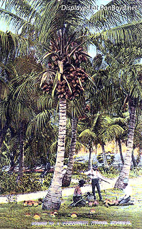 1915 - postcard with caption Scene in a Cocoanut Grove, Florida depicting three black men working with coconuts