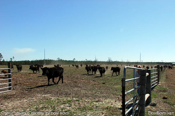2011 - Breman moving cattle from one pasture to another