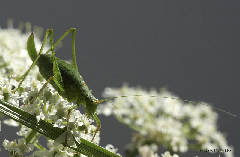 Leptophyes punctatissima