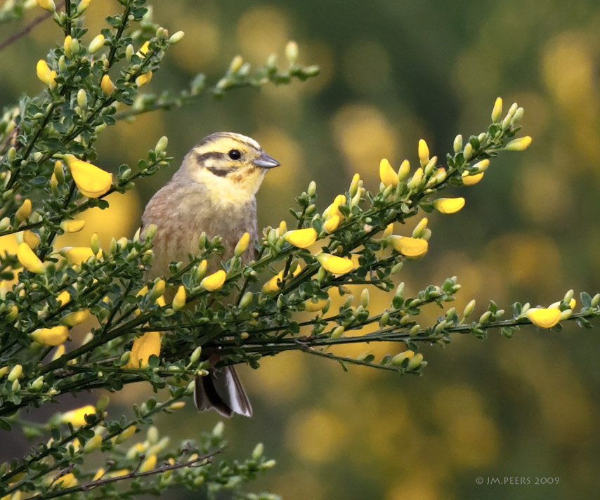 Emberiza citrinella - Bruant jaune - Yellowhammer