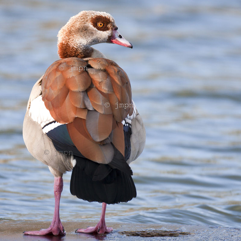 Alopochen aegyptiaca - Ouette dEgypte - Egyptian Goose