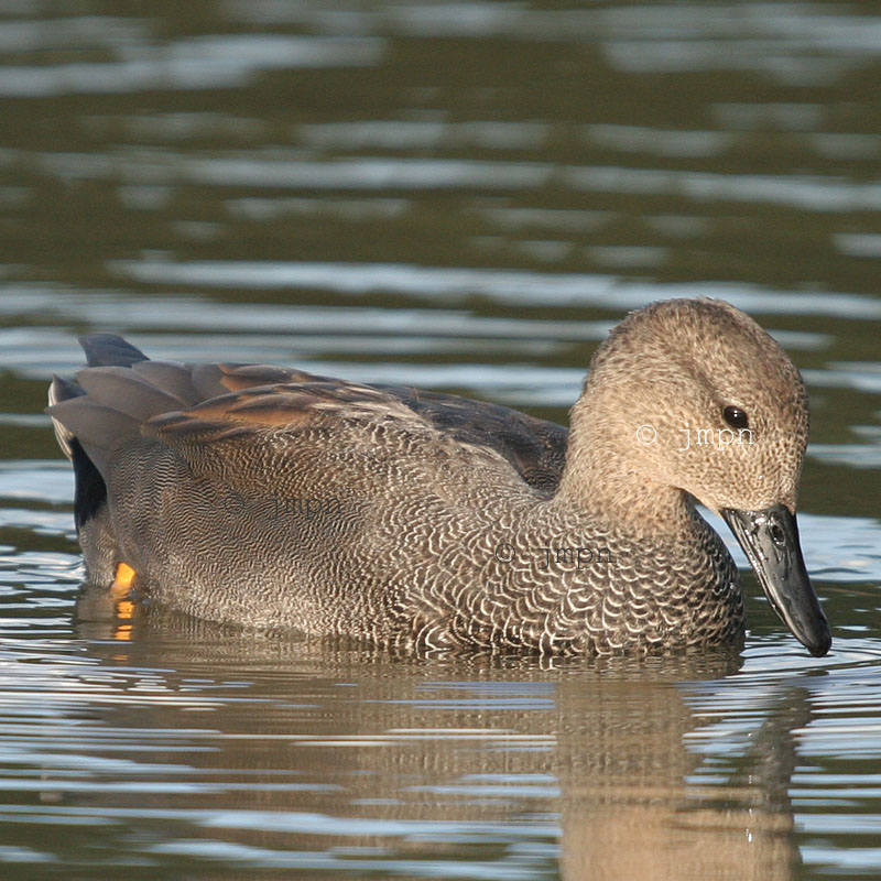 Anas strepera - Canard chipeau - Gadwall