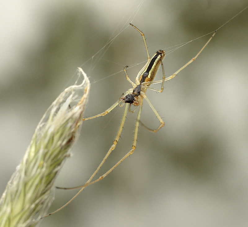 Tetragnatha extensa