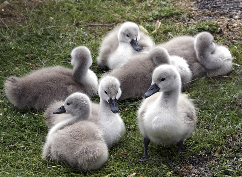 Cygnus olor - Cygne tuberculé - Mute Swan