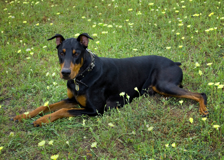 Pets and Animals