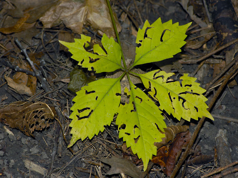 Bug-eaten Leaf
