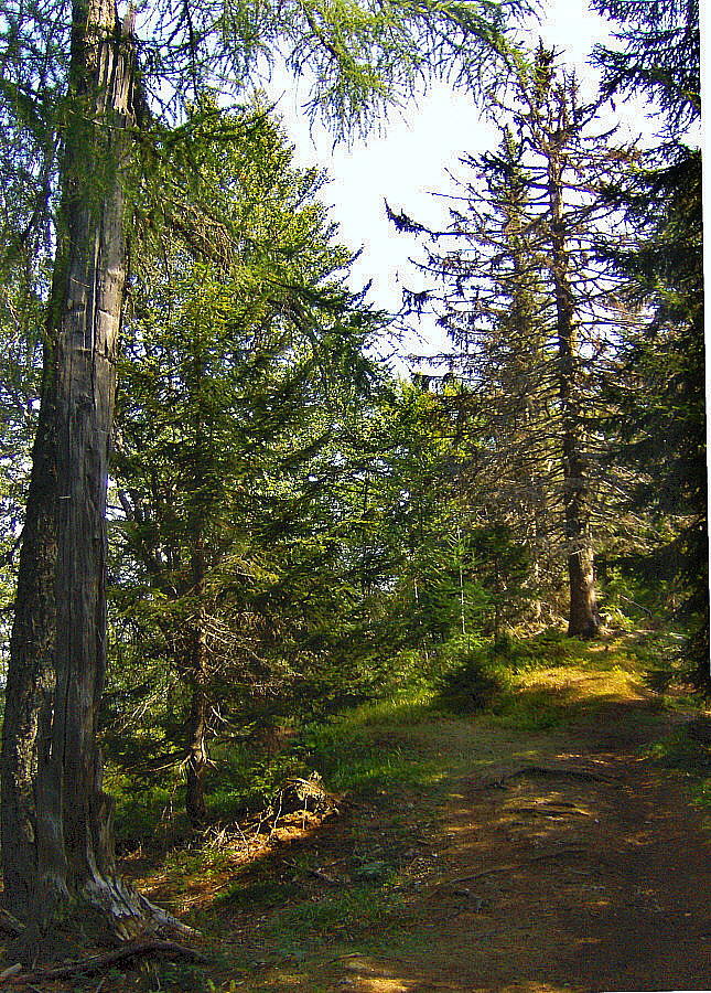 THE PEAKS FOREST TRAIL
