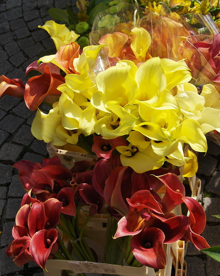 A CANA LILIES   644