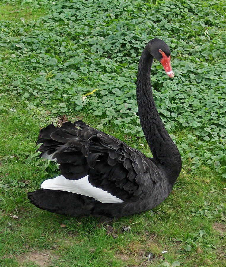 PARK SWAN