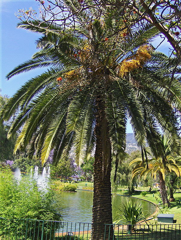 DATE PALM