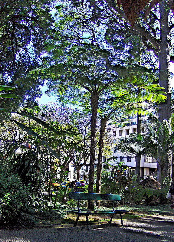 TREE FERNS