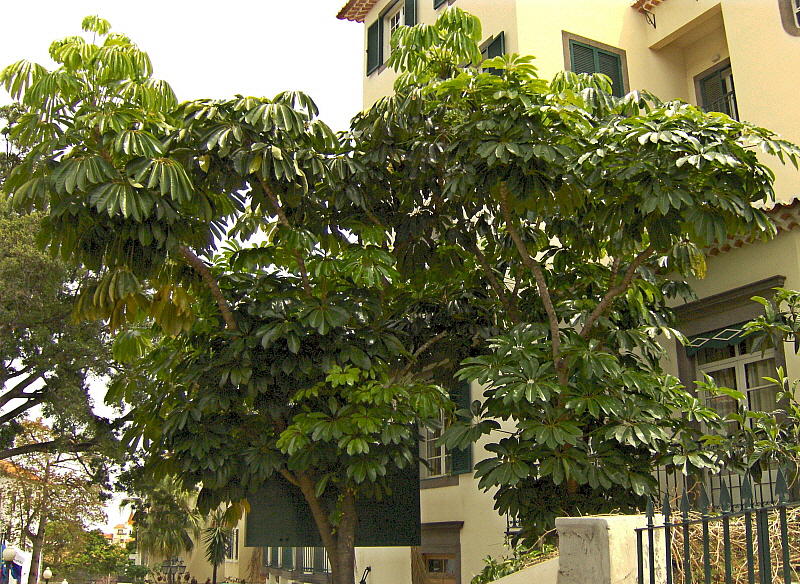 GLOSSY CHESTNUT TREE