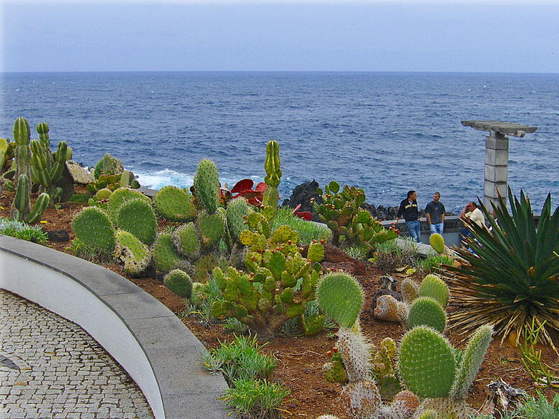 CACTUS GARDEN
