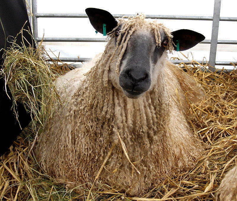A WENSLEYDALE SHEEP  2034