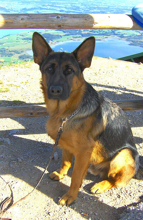 HANDSOME BOY