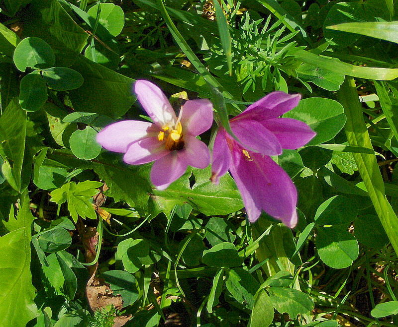 WILD CROCUS