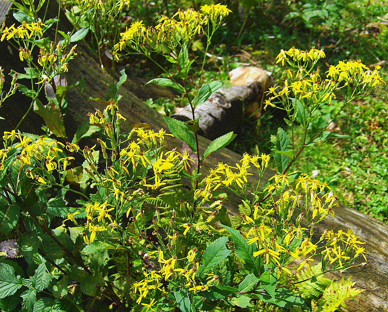 TALL YELLOW WILDFLOWER