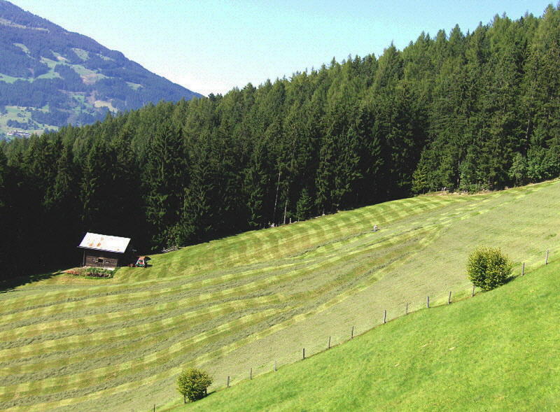 CHEQUERED PASTURE