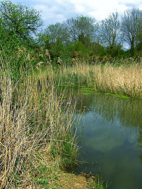 PLAYING FIELDS POND