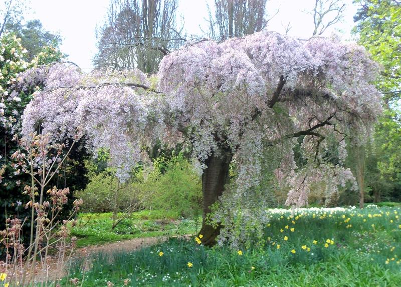 BEAUTIFUL BLOSSOM