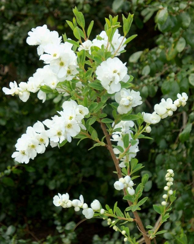 WHITE SHRUB