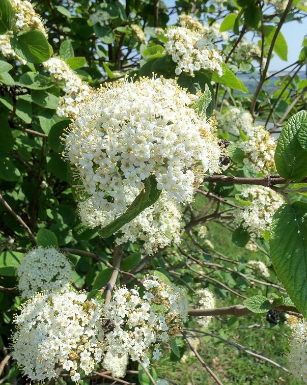 VIBURNUM LANTANA