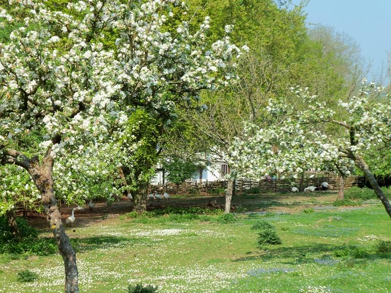 THE ORCHARD