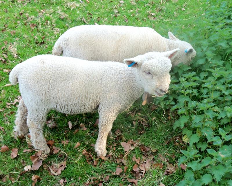 SRING LAMBS
