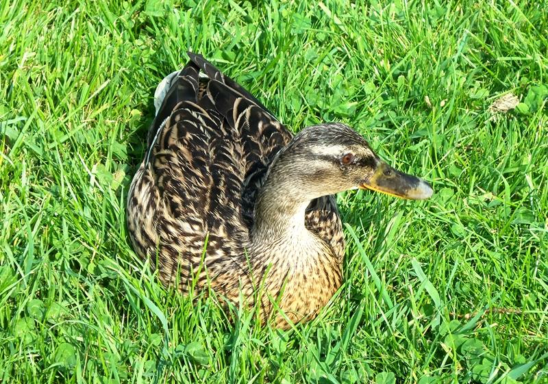 BASKING DUCK