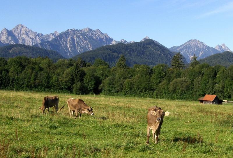 PASTORAL SCENE